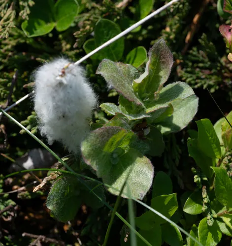 Limestone Willow