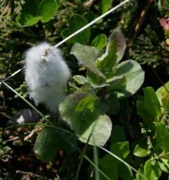 Limestone Willow thumbnail 1