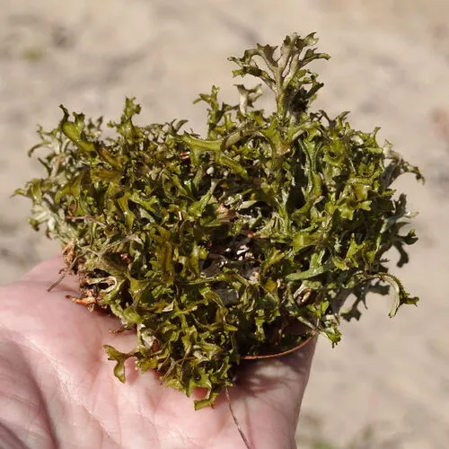 Sand-loving Iceland Lichen