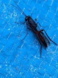 Sirex Ibaliid Wasp thumbnail 1