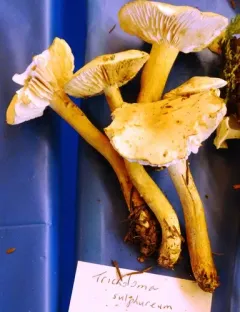 Sulphur Knight thumbnail 4