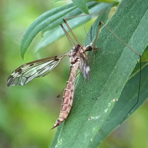 Tipula borealis