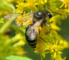 Spine-shouldered Cellophane Bee thumbnail 1
