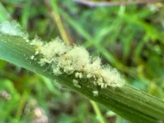 Cabbage White Parasitoid Wasp thumbnail 2