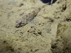 Bonneville Sculpin thumbnail 2