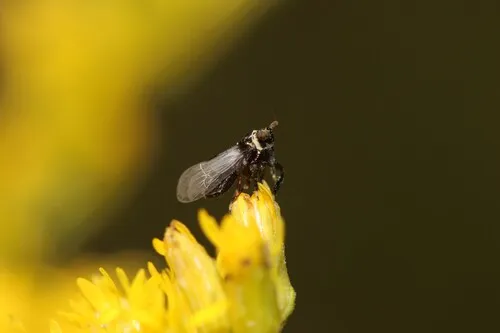 Pissonotus flabellatus