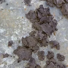 Leather Lichen thumbnail 2