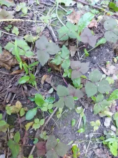 Japanese honewort thumbnail 2