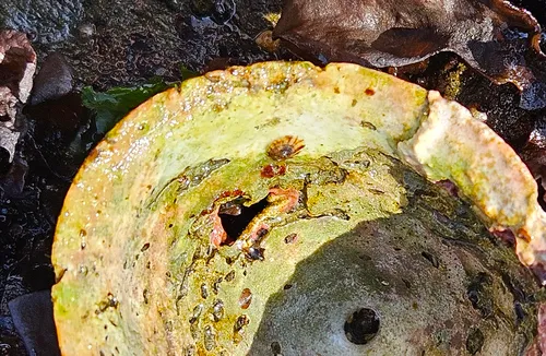 Rosy Pacific Limpet