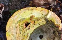 Rosy Pacific Limpet thumbnail 1