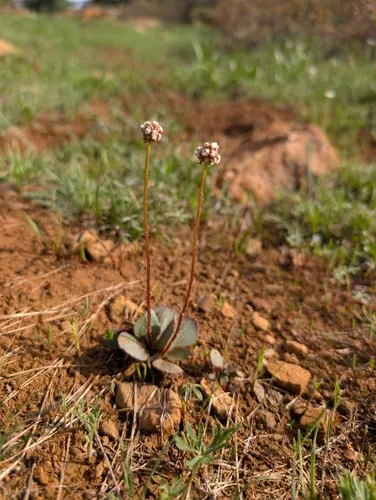 Sierra Saxifrage