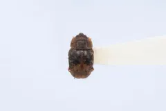 Northern Sap Beetle thumbnail 2