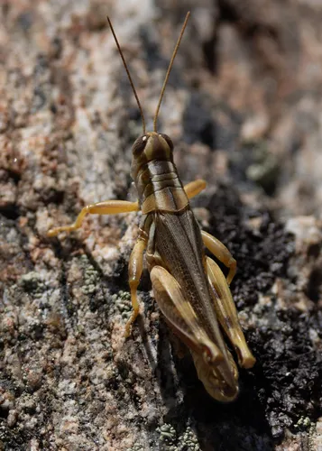 Striped Sand Grasshopper