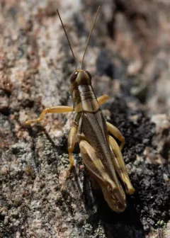 Striped Sand Grasshopper thumbnail 1