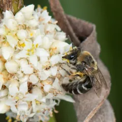 Colletes ciliatus thumbnail 3