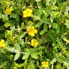 wing-leaf monkeyflower thumbnail 4