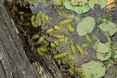 Waterwheel Plant thumbnail 2