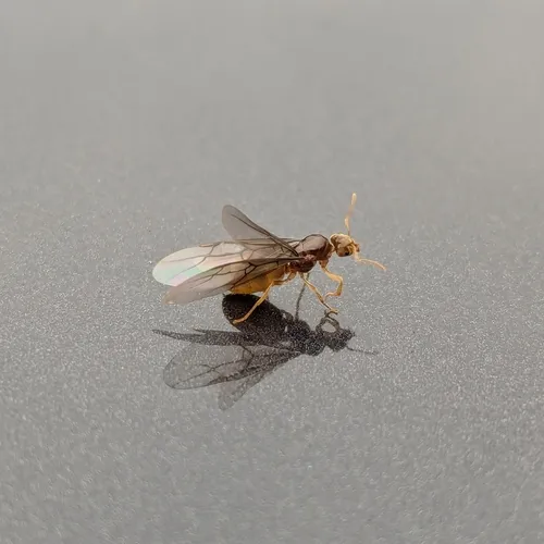 New World Fuzzy Ant