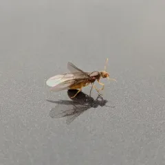 New World Fuzzy Ant thumbnail 1