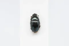 Brassicogethes viridescens thumbnail 2