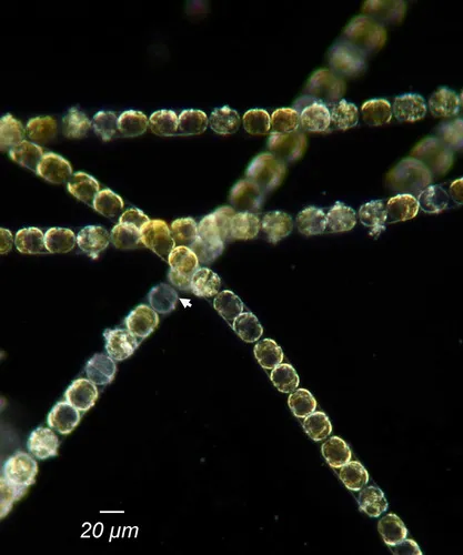 Melosira nummuloides