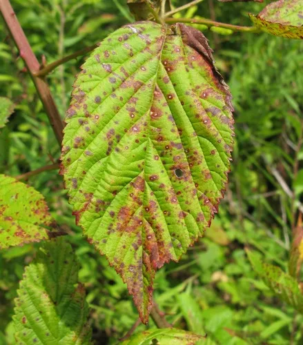 Rubus rust