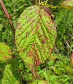 Rubus rust thumbnail 1