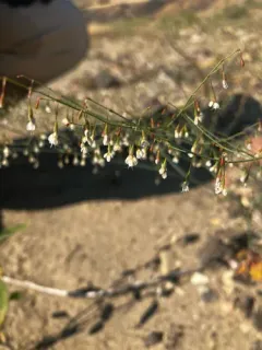 Watson's Buckwheat thumbnail 2