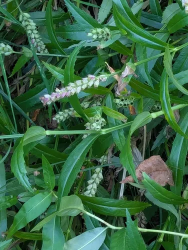 Ledingham's Physostegia