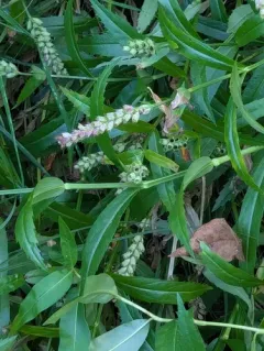 Ledingham's Physostegia thumbnail 1