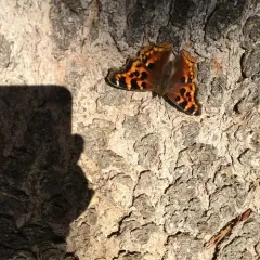 Compton Tortoiseshell thumbnail 3