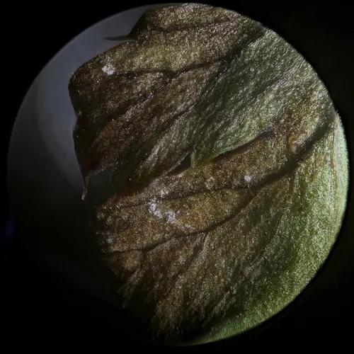 Milesina fructuosa