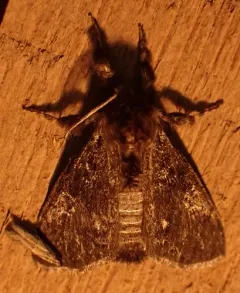 Grizzled Tussock Moth thumbnail 2