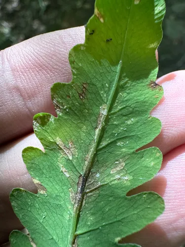 Uredinopsis americana