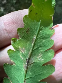Uredinopsis americana thumbnail 1