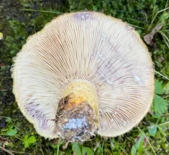 Purple-staining Bearded Milk Cap thumbnail 3