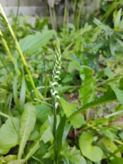 Oval Ladies' Tresses thumbnail 2