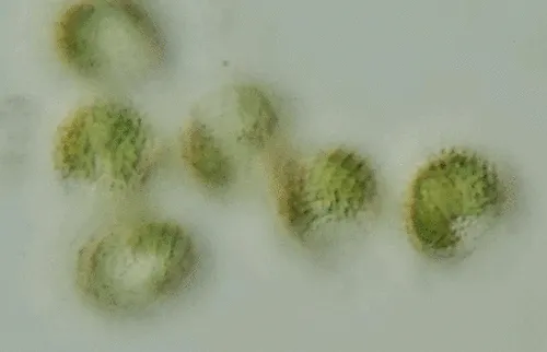 Hymenomonas roseola
