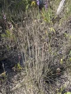 Seaside Bluestem thumbnail 2
