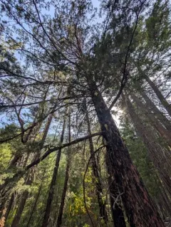 baker's cypress thumbnail 3