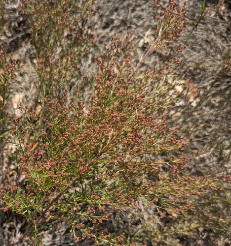 Beach Pinweed