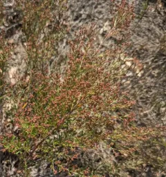 Beach Pinweed thumbnail 1