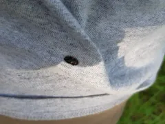 Glischrochilus obtusus thumbnail 4