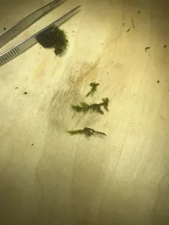 Recurved Brotherella Moss thumbnail 3