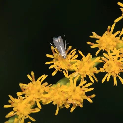 Schreckensteinia erythriella