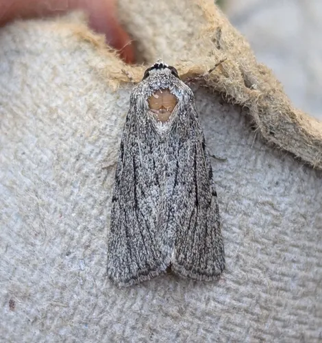Sympistis lacticollis