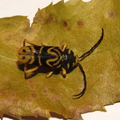 Sugar Maple Borer thumbnail 2