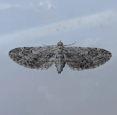 Eupithecia behrensata