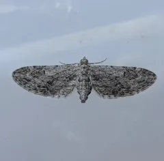 Eupithecia behrensata thumbnail 1