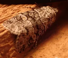 Sympistis dunbari thumbnail 3